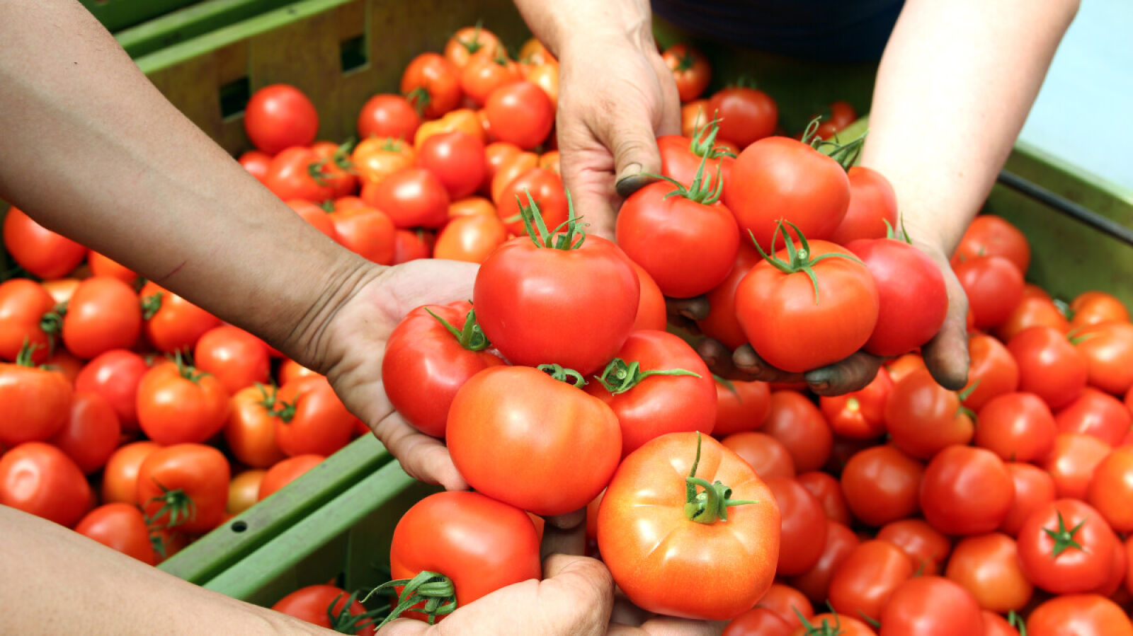 Država da podrži domaće proizvođače paradajza